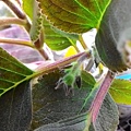 Kohleria 'HCY's Satin Bow'  HCY的緞帶蝴蝶結