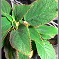 Kohleria 'Yu's Red Pomegranate' 愚夫的紅石榴P_20160109_173506.jpg