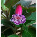 Kohleria 'Yu's Red Pomegranate' 愚夫的紅石榴P_20160127_144807.jpg