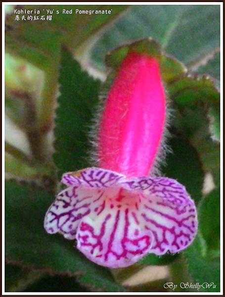 Kohleria 'Yu's Red Pomegranate' 愚夫的紅石榴P_20160127_144939.jpg