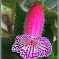 Kohleria 'Yu's Red Pomegranate' 愚夫的紅石榴P_20160127_144939.jpg