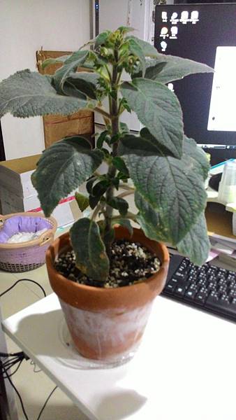 Kohleria 'HCY's Jardin De Monet'  莫內花園P_20160217_205700.jpg