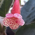 Kohleria 'Bristol's Frosty' 20160330_093637.jpg