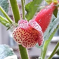 Kohleria 'Bristol's Frosty' 20160325_095049.jpg