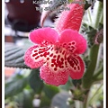 Kohleria 'HCY's Magic Elf' 20160413_103754.jpg