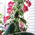 Kohleria 'HCY's Magic Elf' 20160429_151551.jpg