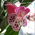 Kohleria 'HCY's Fashion Time'