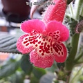 Kohleria 'HCY's Magic Elf' 20160413_103754