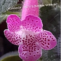 Kohleria 'HCY's Dream Weaver' HCY的織夢師 20160521_130100