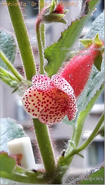 Kohleria 'Bristol's Frosty' 20160325_095049