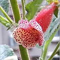 Kohleria 'Bristol's Frosty' 20160325_095049