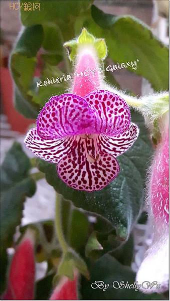 Kohleria %5CHCY%5Cs Galaxy%5C  HCY銀河 20160425_164634