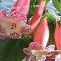 Kohleria 'HCY's Peach Queen' HCY的蜜桃皇后 20160426_120820