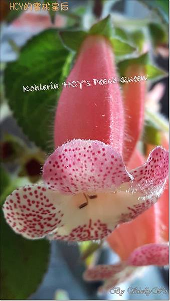 Kohleria 'HCY's Peach Queen' HCY的蜜桃皇后 20160426_120837