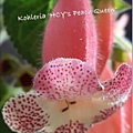 Kohleria 'HCY's Peach Queen' HCY的蜜桃皇后 20160426_120837