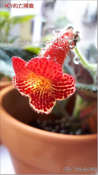 Kohleria 'HCY's Solar Wind'HCY的太陽風20160531_204433