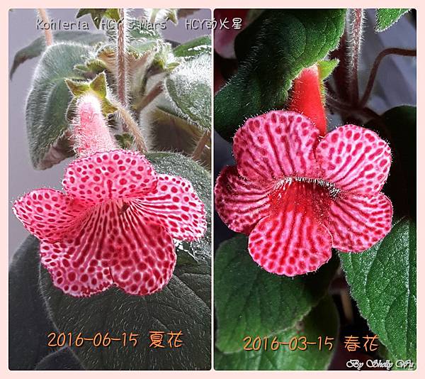 Kohleria 'HCY's Mars' HCY的火星