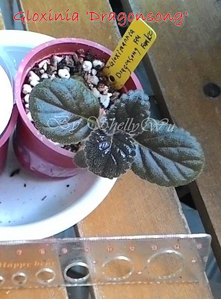 Gloxinia Dragonsong_20150604Fan KC.jpg