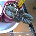 Gloxinia 'Dragonsong' 小圓彤 Gloxinia Dragonsong_20150604Fan KC.jpg