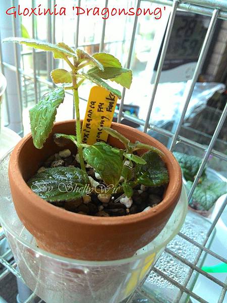 Gloxinia 'Dragonsong' 小圓彤 P_20151115_114549.jpg