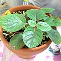 Gloxinia 'Dragonsong' 小圓彤 P_20160312_124701.jpg