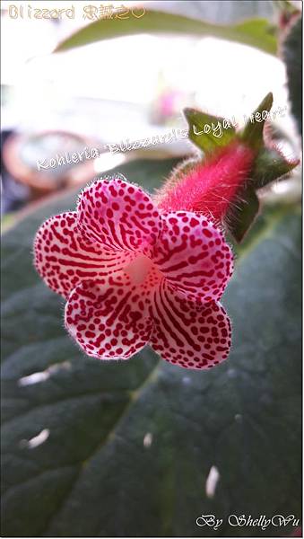 Kohleria 'Blizzard's Loyal Heart'