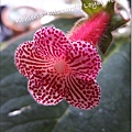 Kohleria 'Blizzard's Loyal Heart'