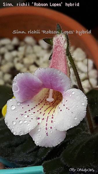 Sinn. richii 'Robson Lopes' hybrid 20161110_165652