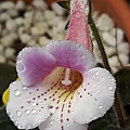 Sinn. richii 'Robson Lopes' hybrid 20161110_165652