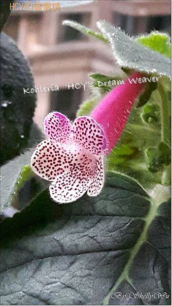 Kohleria 'HCY's Dream Weaver' HCY的織夢師 20160429_153442