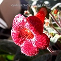 Kohleria 'HCY's Wild Child'野孩子