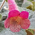 Kohleria 'HCY's Honey'  HCY的蜜糖兒