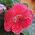 Kohleria 'HCY's Fire Dragon'  HCY的火龍