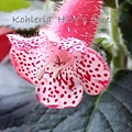 Kohleria 'HCY's Ceres' 穀神星 20170404_175813