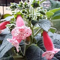 Kohleria 'HCY's Ceres' 穀神星 20170404_175925