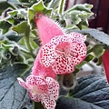 Kohleria 'HCY's Ceres' 穀神星 20170404_175935