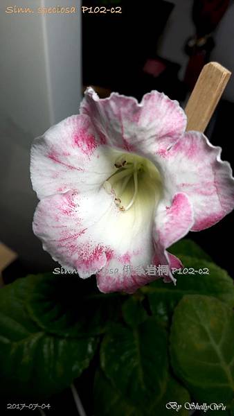 Sinn. speciosa 俄系岩桐 P102-c2