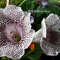 Sinn. speciosa 俄系岩桐 P103-c2