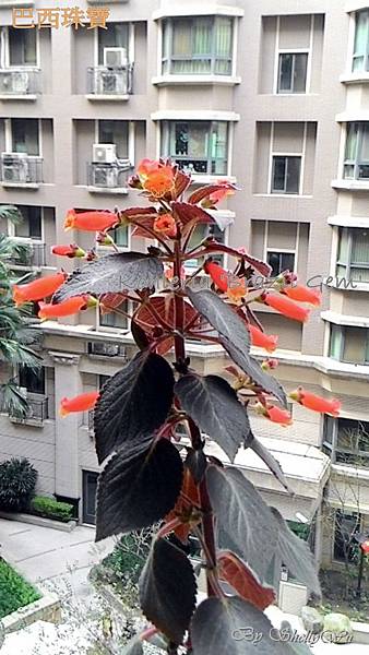 Kohleria 'Brazil Gem' 巴西珠寶 20160220_114810