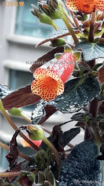 Kohleria 'Brazil Gem' 巴西珠寶 20160325_094707