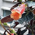 Kohleria 'Brazil Gem' 巴西珠寶 20160325_094707