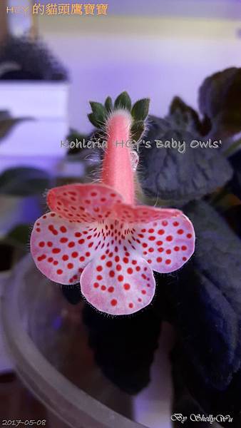 Kohleria 'HCY's Baby Owls' HCY 的貓頭鷹寶寶 20170508_183718