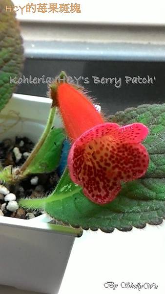 Kohleria 'HCY's Berry Patch' HCY的苺果斑塊 P_20160304_072728