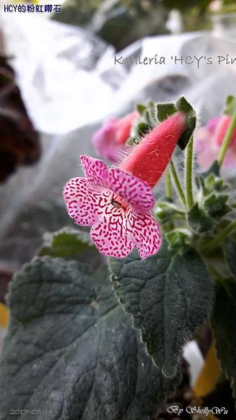 Kohleria 'HCY's Pink Diamond'HCY的粉紅鑽石 20170217_154927