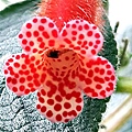 Kohleria 'Napolean V'拿破倫 20160325_095237