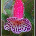 Kohleria 'Yu's Red Pomegranate愚夫的紅石榴 P_20160120_090513