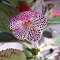 Kohleria 'Yu's Red Pomegranate愚夫的紅石榴 20160406_222446