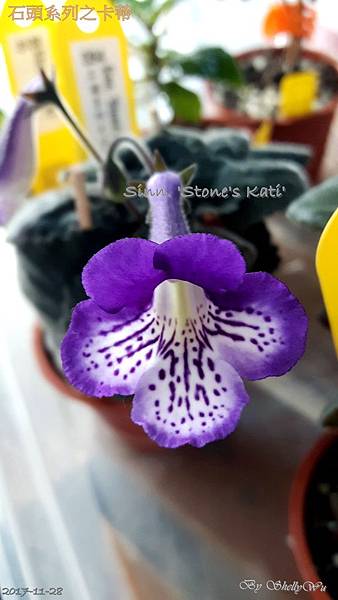 Sinn. 'Stone's Kati'石頭系列之卡蒂 20171128_233800