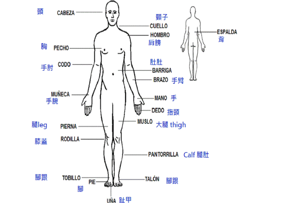 身體正面.jpg