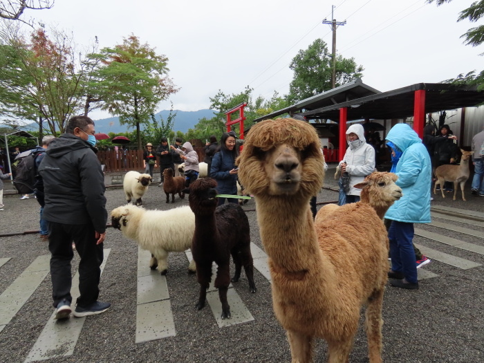 宜蘭縣三星鄉張美阿嬤農場